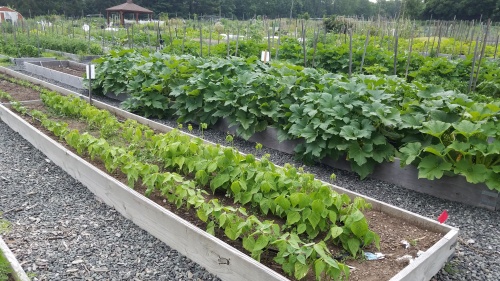 giving garden plots